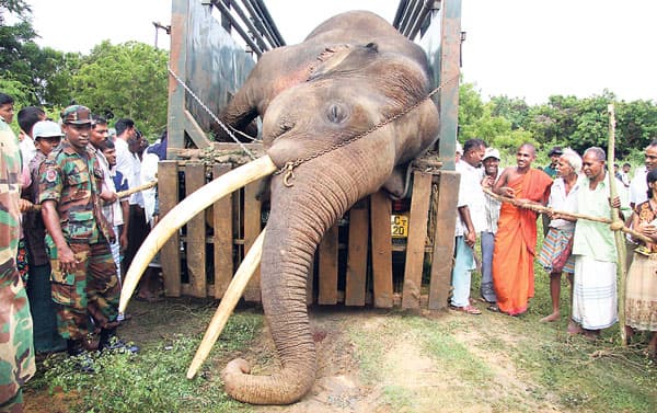 The Siyambalangamuwa Tusker collapsed inside the iron lorry bed on 23 November 2010