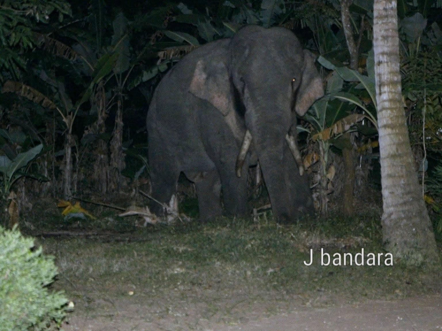 Kavantissa standing peacefully at night in R.M.J. Bandara's home garden