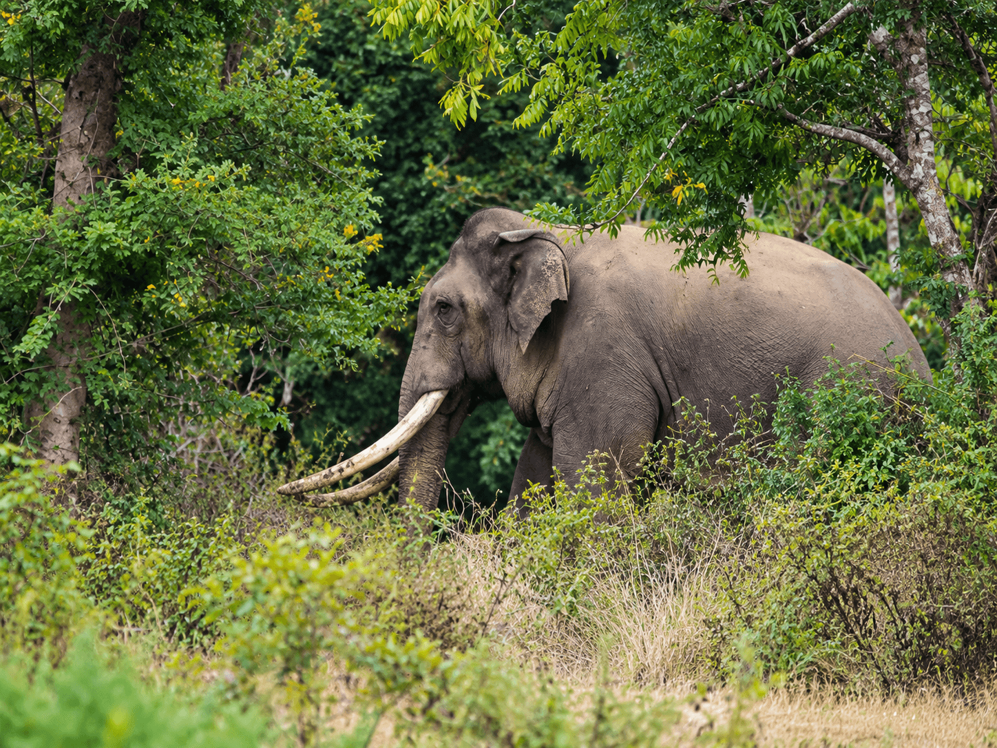 Kavantissa emerging through the forest foliage at Nelumpathwewa