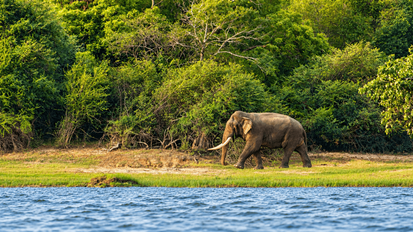 Kavantissa walking along the shoreline of Palukadawala tank.