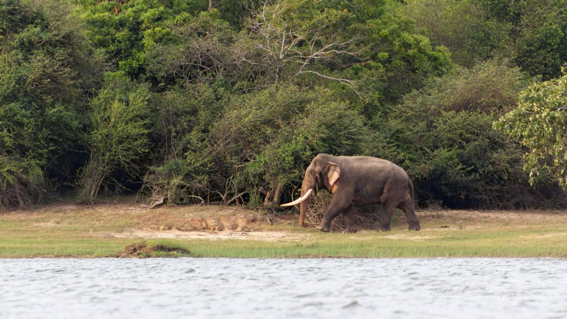 Kavantissa walking along the shoreline of Palukadawala tank