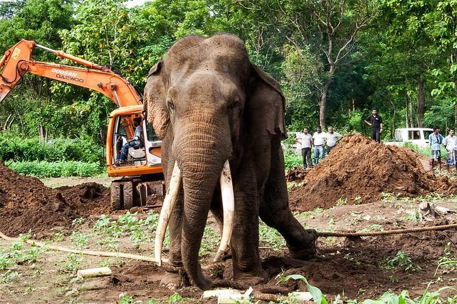 The Siyambalangamuwa Tusker roped in the ploughed earth after tranquilization on 22 November 2010
