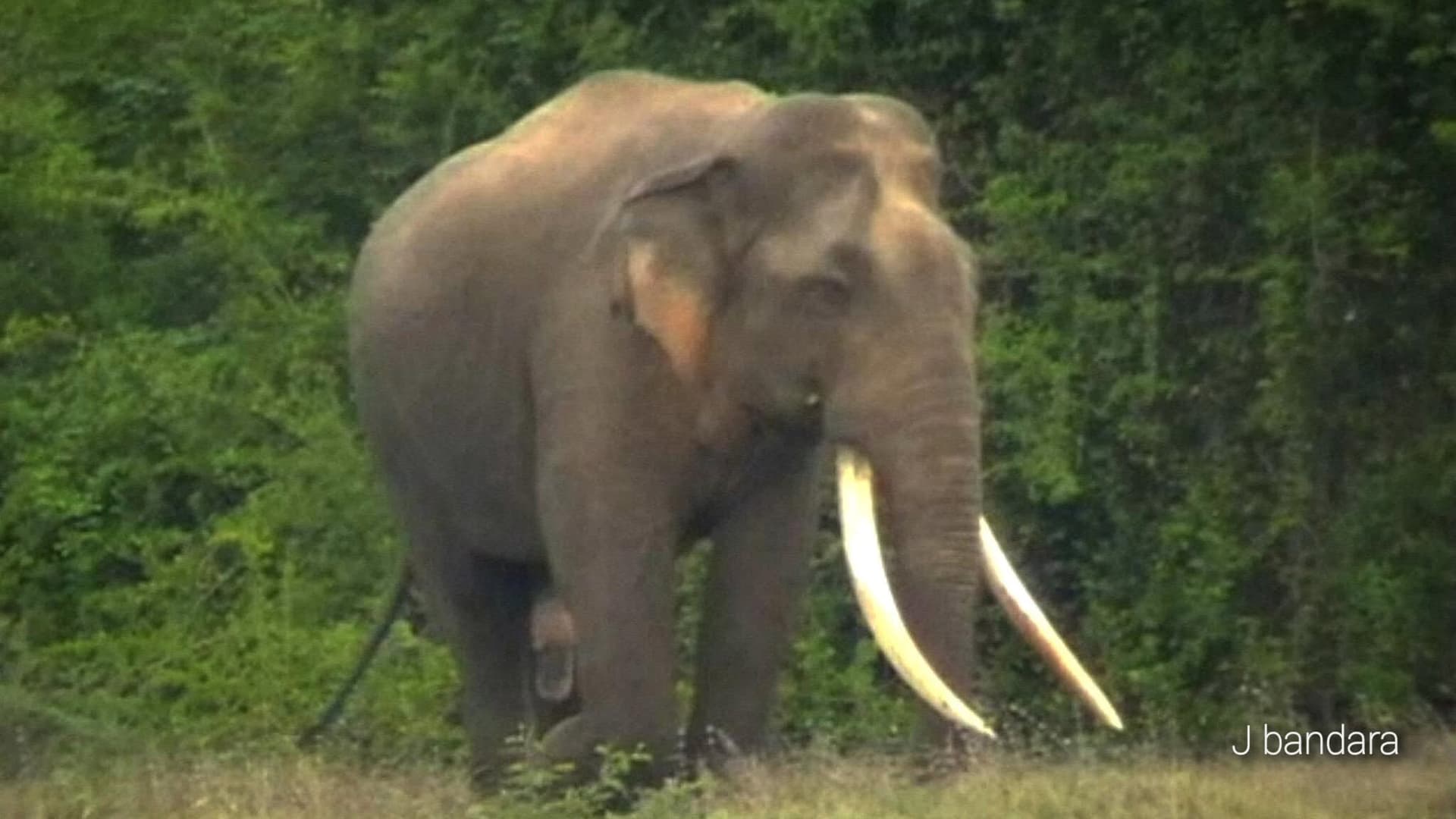 The Siyambalangamuwa Tusker (Parakrama) roaming free in the wild